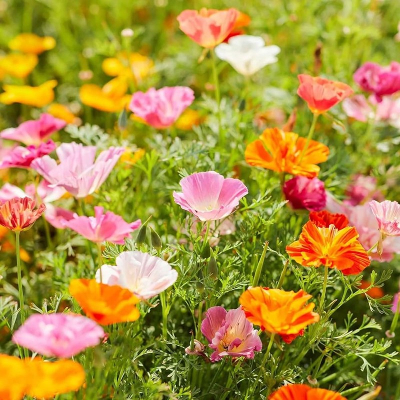 4100+ Mixed California Poppy Seeds for Planting, Non-GMO Native Heirloom,