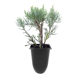 Blue Pfitzer Juniper | 10 Live Plants | Juniperus Chinensis | Drought Tolerant Cold Hardy Evergreen Groundcover