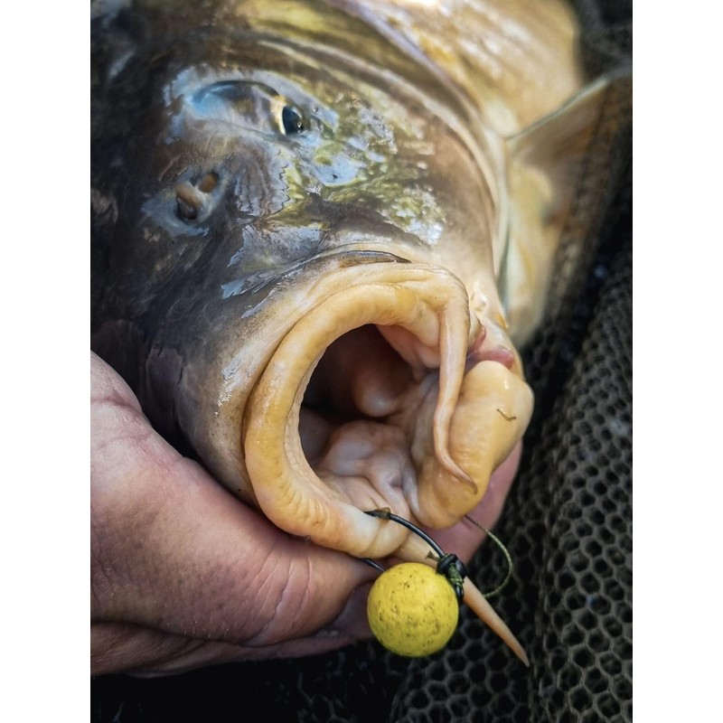 Tandem Baits Carp Fishing Hook 12mm 50g Black Halibut