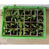 KH Starter Set with Biodegradable Cellulose Propagation Pots, Approx. 27