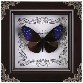 Real Butterfly Framed Handmade, Butterfly Display Shadow Box Collection, Framed Butterfly Taxidermy for Wall Art Decoration (J_Blue-Spotted Violet Butterfly)