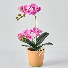 Avoeco Artificial Real Touch Orchid Plant – 15" Faux Phalaenopsis in Pot – Highly Realistic Silk Orchid Flower & Leaf Texture for Home, Office,Shop & Wedding Décor (Fuchsia, 15“)
