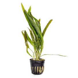 SubstrateSource Cryptocoryne Live Aquarium Plants - Freshwater Plant for Aquariums, Planted Fish Tanks - Beginner Friendly (Balansae, 5 Pots (20-25 Plants))