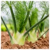Everwilde Farms - 1 Oz Florence Fennel Herb Seeds -
