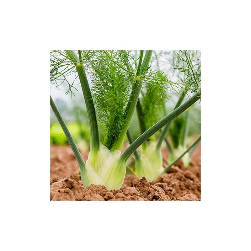 Everwilde Farms - 1 Oz Florence Fennel Herb Seeds -