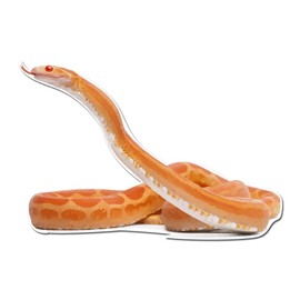 Dark Spark Decals Corn Snake Investigating Decal - 5 Inch Full Color Vinyl Decal for Indoor or Outdoor use, Cars, Laptops, Décor, Windows, and More