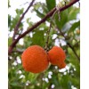 Home-Growth Canary Islands Strawberry Tree, Arbutus Canariensis - 8 Seeds