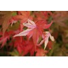 Orido Nishiki Japanese Maple 2 - Year Graft