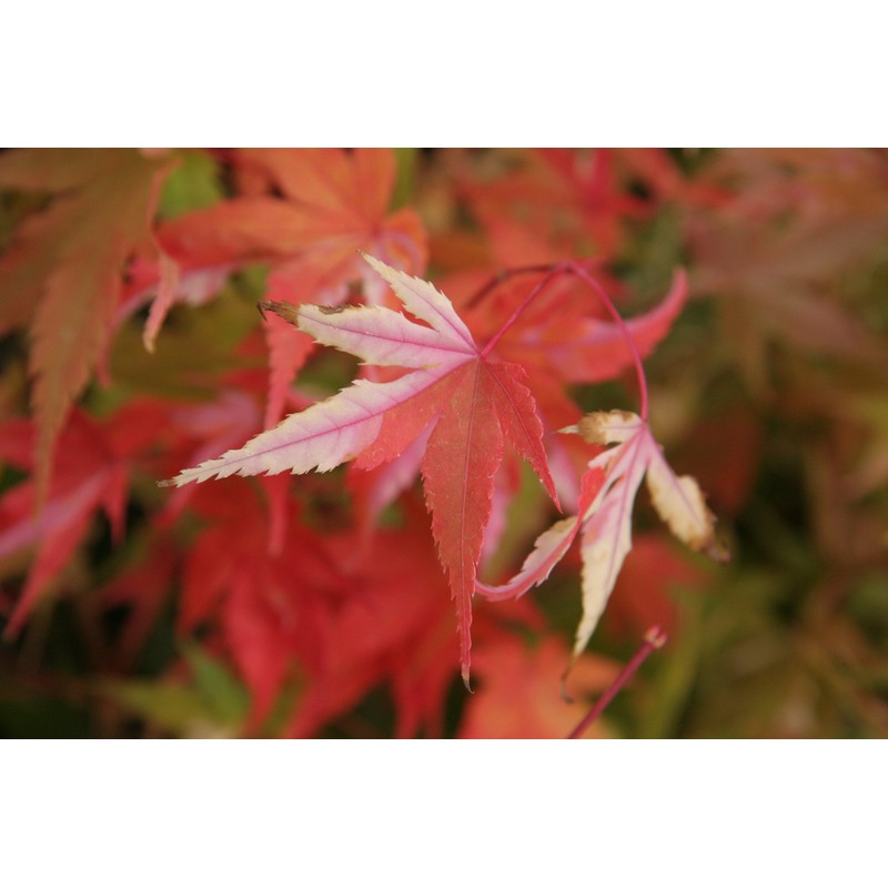 Orido Nishiki Japanese Maple 2 - Year Graft