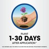 Roundup Weed and Grass Killer₄ Concentrate, Use Around Flower Beds
