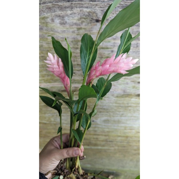 Pink Ginger Decorative Flower Plant Rhizomes Plants Pack Of 6