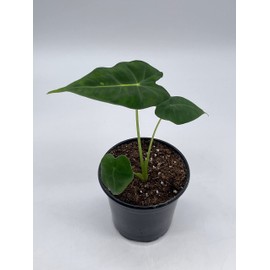BubbleBlooms Green Velvet, Alocasia Frydek, Micholitziana in a 4 inch Pot