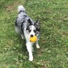 PLATZ PET SUPPLIES & FUN Dog Toy, Atomic Ball, Large,