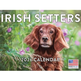 Irish Setter Calendar 2026 Monthly Wall Calender 12 Month | American Made In The USA