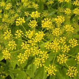 Everwilde Farms - 1 Oz Golden Alexanders Native Wildflower Seeds - Gold Vault