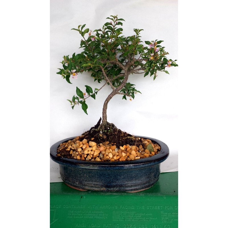 indoorbonsaiandexotics weeping cherry bonsai with real cherries