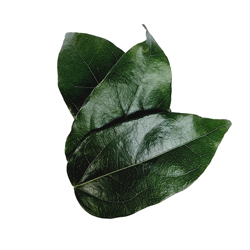 Tilacoa Triandra Powder, Made From 100% Tiliacora Triandra - Pure,