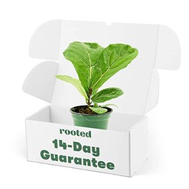 Rooted Fiddle Leaf Fig Plant - Ficus Lyrata | Live, Air-Purifying, Beautiful Houseplant (4-inch Pot)