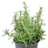 Rosmarinus Officinalis Prostratus, Trailing Rosemary, Creeping Rosemary, Fragrant Plant, Edible