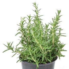 Rosmarinus Officinalis Prostratus, Trailing Rosemary, Creeping Rosemary, Fragrant Plant, Edible Herb for Culinary Use and Pleasing Ground Cover, ContainerSize: 3.5"
