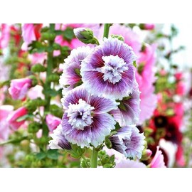 25 Double Purple White Hollyhock Seeds Perennial Flower Garden Seed Flowers Seed Flower