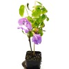 Snail Vine live plant in 2 inch pot ~ Vigna