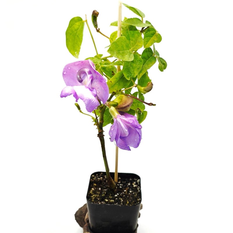 Snail Vine live plant in 2 inch pot ~ Vigna