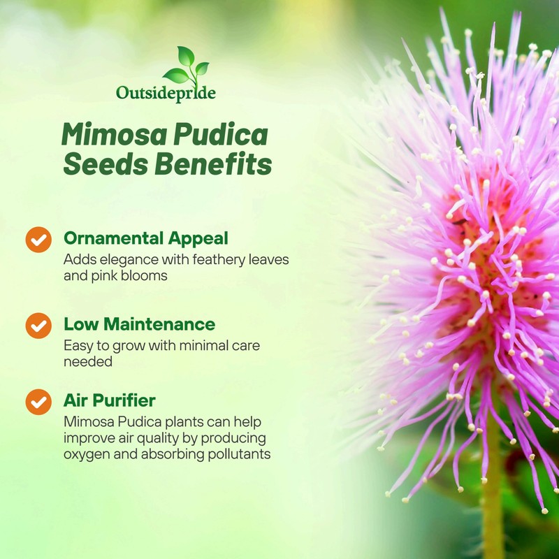 Outsidepride Mimosa Pudica Seeds - 1000 Pcs Annual, Easy to