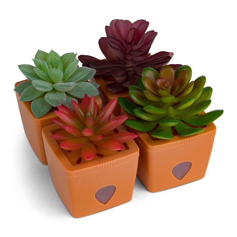 ZendoZones Succulent Fruit Fly Trap – Mellow Molly Design with