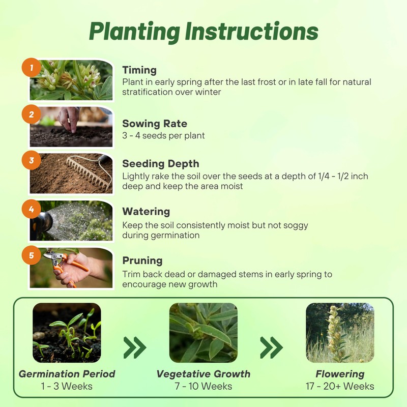 Outsidepride Round-Headed Bush Clover Seeds - 2000 Pcs Perennial Seeds