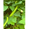 15 Urizun Asian/ Japanese Winged Bean Seeds. Heirloom