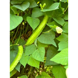 15 Urizun Asian/ Japanese Winged Bean Seeds. Heirloom