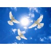 Three White Doves Circling Sympathy Card