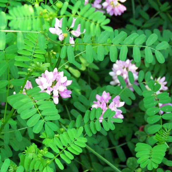 Outsidepride Crown Vetch Legume, Erosion Control, Forage Seed - 1 LBS
