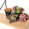Altman Plants Desert Fire Live Succulents 4-Pack, Mini Plants Succulent
