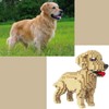 Atomic Building Golden Retriever dog. Figure to assemble with nanoblocks.
