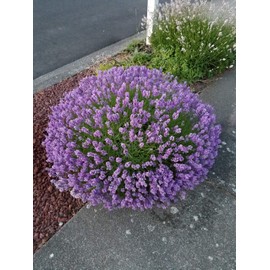 L+ Lavender Royal Velvet Dark Purple Flower (4" Size Pots - 4 Live Plants)