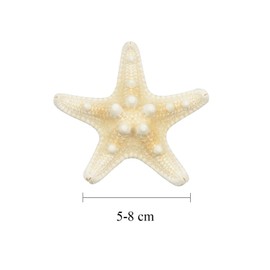 ixuan LLC Starfish Mixed Starfish Natural Colorful Shells Perfect for Wedding Beach Theme Party Home Decoration Crafts Fish Tank Fishing Net Decoration (10 Pieces Small)