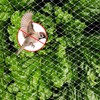 Bird Protection Net, 3 x 10 m Aviary Net, Pigeon
