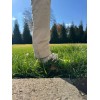 Lunas Print SHop Found it - Golf Ball Ankle holder