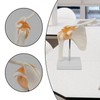 Perfeclan Human Shoulder Joint Model with Base, Teaching Tool, Shoulder