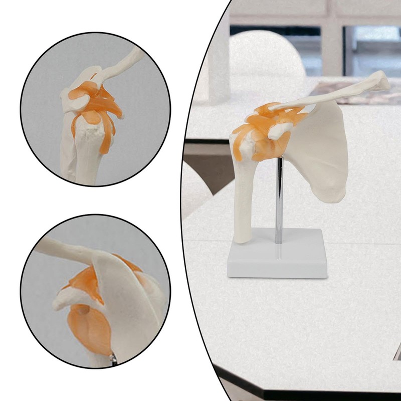Perfeclan Human Shoulder Joint Model with Base, Teaching Tool, Shoulder