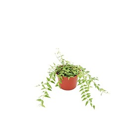 Hoya Lanceolata 'Bella' - 6" from California Tropicals