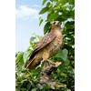 Hi-Line Gift Ltd. Wild Hawk Standing on Branch Garden Statue