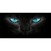 Blue Cat Eyes Photo License Plate
