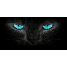 Blue Cat Eyes Photo License Plate