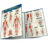 Muscular System Advanced: QuickStudy Laminated Reference Guide