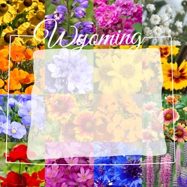 Wyoming Wildflower Seed Mix, 1 lb Covers 3,200 sq ft, Multi-Color Blooms, Spring and Fall Planting (1/4 Pound)