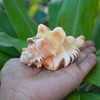 Very Rare Ganesh Conch, Lord Ganesh Shankh for Pooja, Shri
