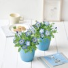 Seishin Pottery Sky Blue Flower Nemophila Cultivation Set, 4.8 inches